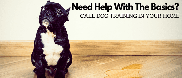 dog needs housebreaking My dog needs housebreaking