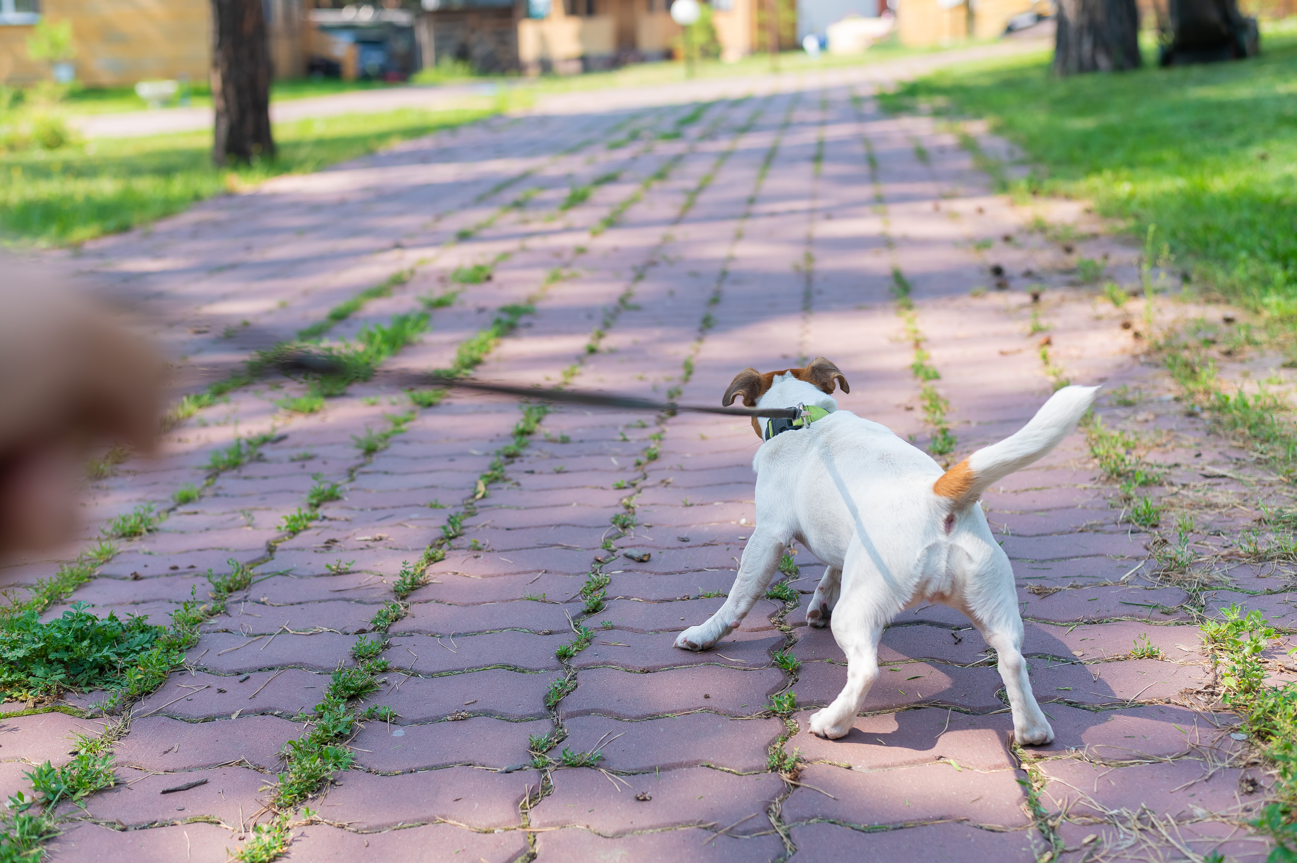 dog-pulling-on-leash dog pulling on leash