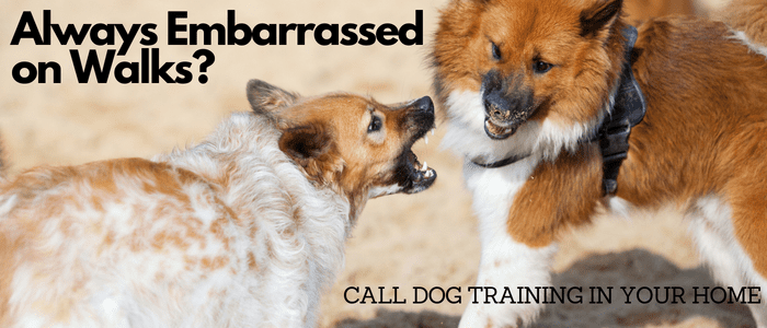 dogs barking on leash My dog embarrasses me on walks