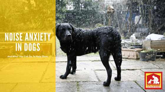 Noise Anxiety and Treatment | Dog Training In Your Home Columbia