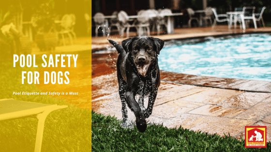 Pool Safety and Etiquette | Dog Training In Your Home Columbia