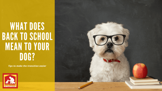 Back to School | Dog Training In Your Home Columbia